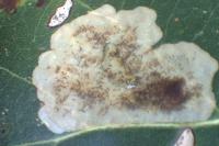 Phyllonorycter belotella