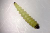 Coptotriche angusticollella