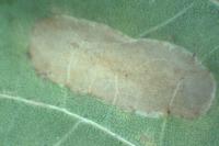 Phyllonorycter roboris