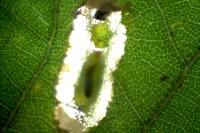 Phyllonorycter roboris