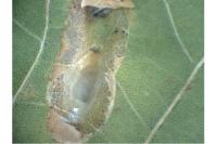 Phyllonorycter roboris