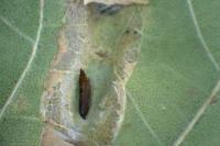 Phyllonorycter roboris