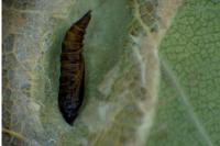 Phyllonorycter roboris