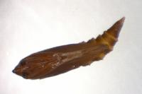 Phyllonorycter roboris