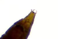 Phyllonorycter roboris