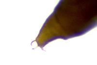 Phyllonorycter roboris