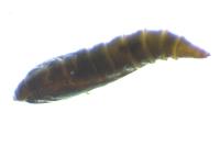 Phyllonorycter roboris