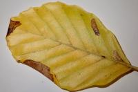 Parornix fagivora