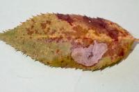 Coptotriche angusticollella