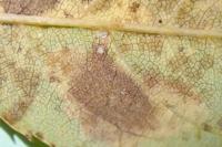 Coptotriche angusticollella