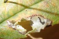 Coptotriche angusticollella