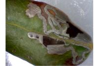 Acrocercops brongniardella