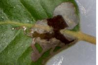 Acrocercops brongniardella