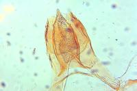 Acleris aspersana