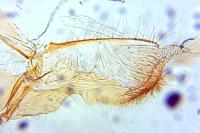 Acleris aspersana