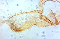 Acleris aspersana