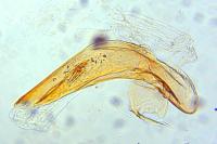 Acleris aspersana