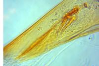 Acleris aspersana