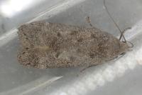 Anacampsis populella