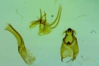 Anacampsis populella
