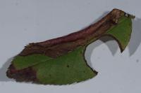 Coptotriche angusticollella