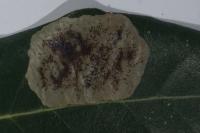 Phyllonorycter belotella