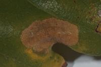 Phyllonorycter harrisella