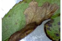 Coptotriche angusticollella