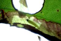 Coptotriche angusticollella