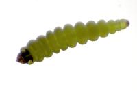 Coptotriche angusticollella
