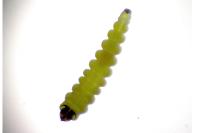 Coptotriche angusticollella