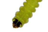 Coptotriche angusticollella