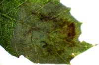 Phyllonorycter belotella