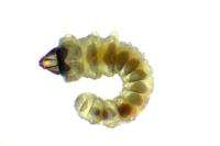 Phyllonorycter belotella