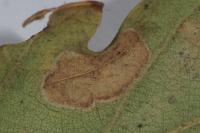 Phyllonorycter harrisella