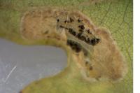 Phyllonorycter harrisella