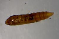 Phyllonorycter harrisella