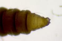 Phyllonorycter harrisella