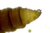 Phyllonorycter harrisella