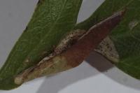 Phyllonorycter corylifoliella