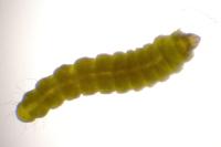 Phyllonorycter corylifoliella