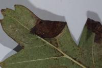 Parornix anglicella