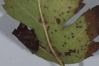 Parornix anglicella