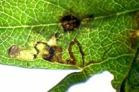 Stigmella crataegella