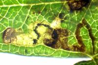 Stigmella crataegella