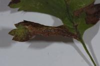 Phyllonorycter oxyacanthae