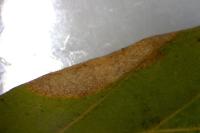 Phyllonorycter