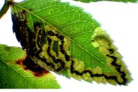 Stigmella