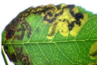 Stigmella
