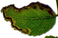 Stigmella